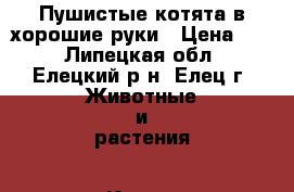 Пушистые котята в хорошие руки › Цена ­ 1 - Липецкая обл., Елецкий р-н, Елец г. Животные и растения » Кошки   